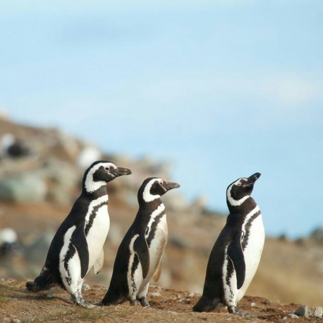 Puerto Madryn - Vacaciones de invierno 